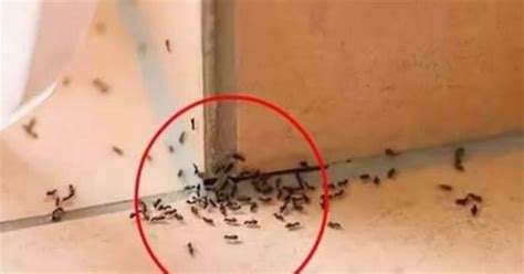 算命 數字 家裡出現很多螞蟻